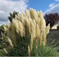 pruning pampas grass when and how to prune pampas grass plants