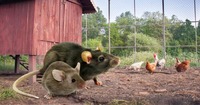Rats and Mice In The Henhouse: How To Avoid Them