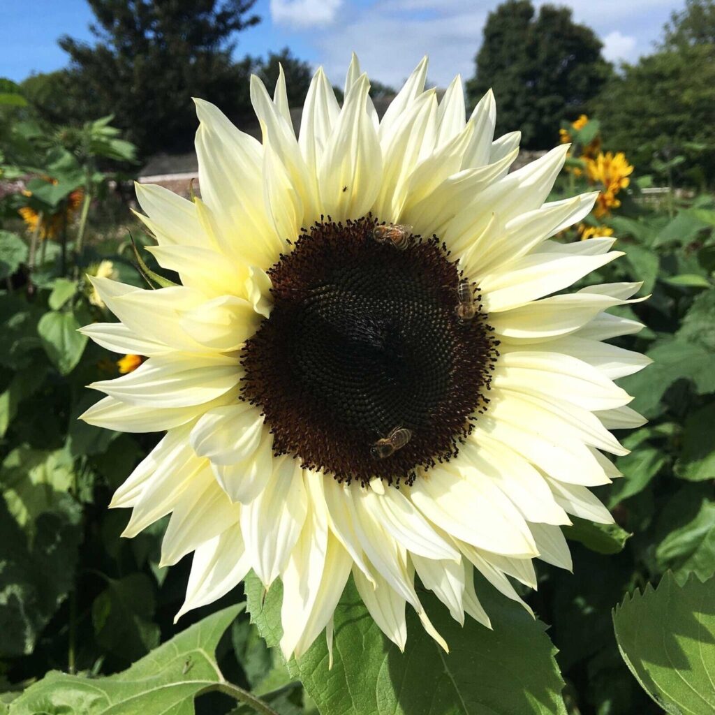 Italian White Sunflower Growers Guide