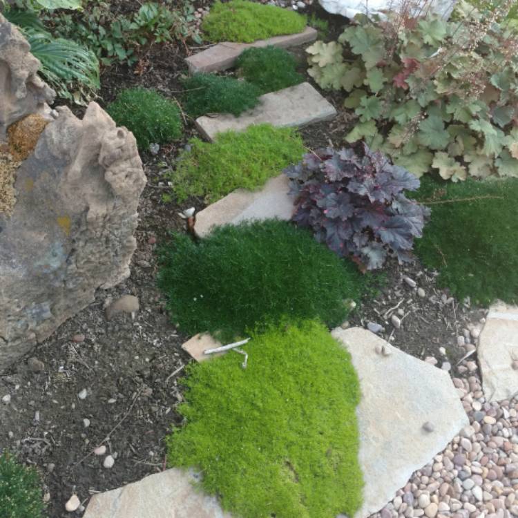 Using Lime Against Moss In The Lawn: How Lime Can Help
