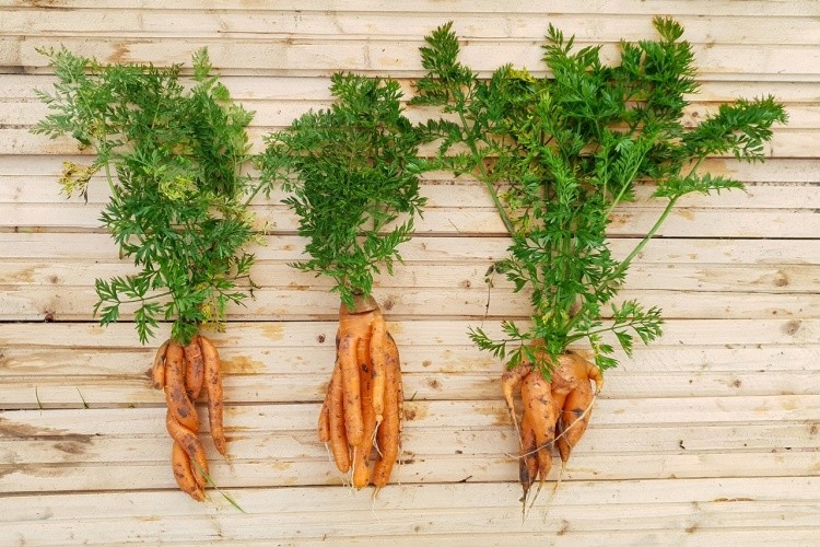 Why Are My Carrots Growing Multiple Roots?