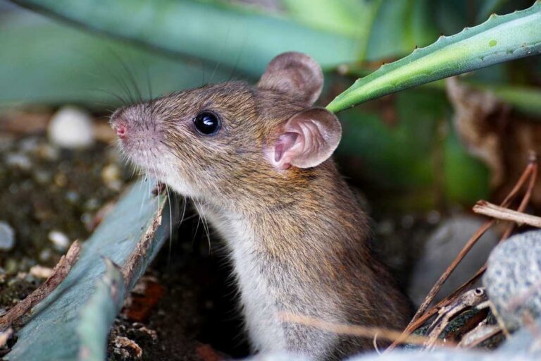 How To Avoid Mice In The Compost?