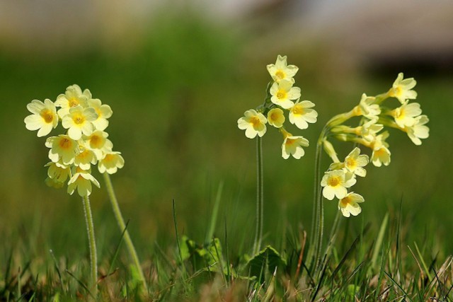 6 Winter Bloomers For Garden And Balcony