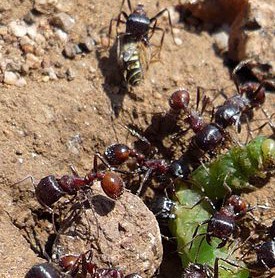 Do Ants Harm The New Lawn?
