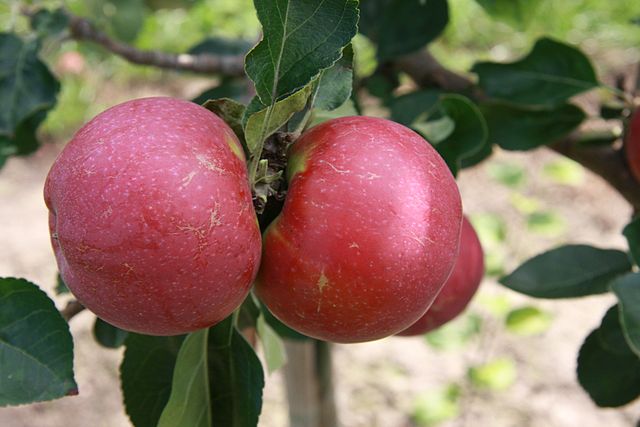 When To Prune An Old Apple Tree?