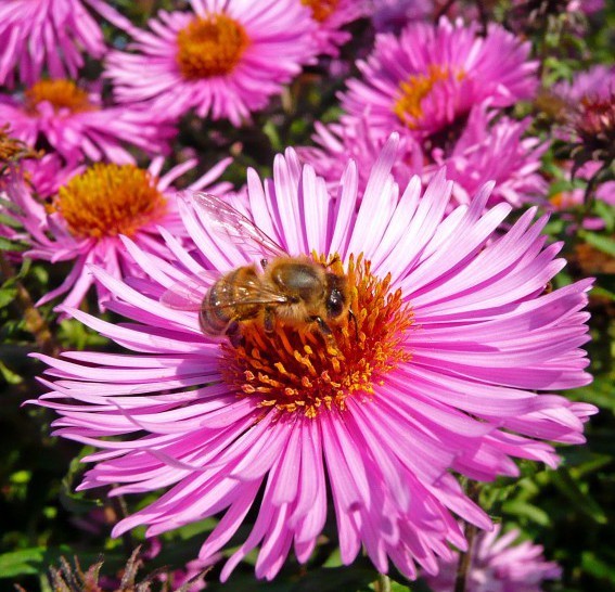 Bee Pasture: Autumn Food For Bees & Bumblebees