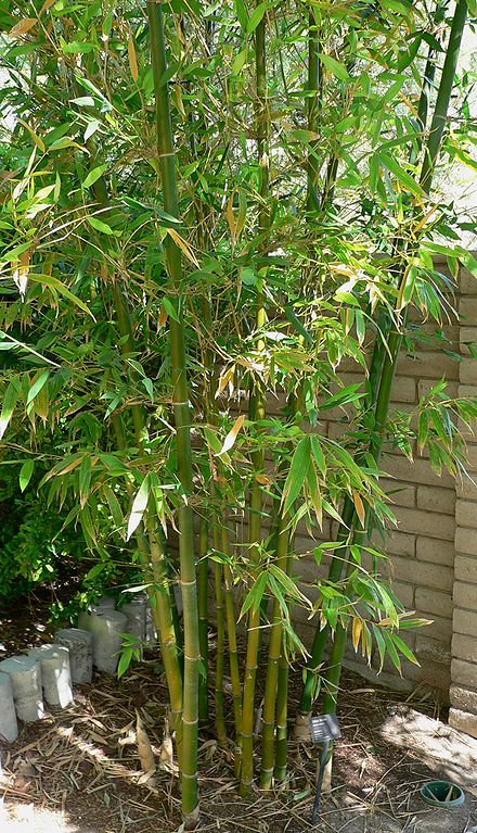 Does Bamboo Need To Be Cut?