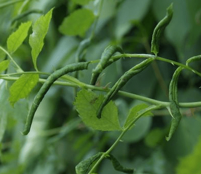 How Do You Treat Leaf Curl On Roses?