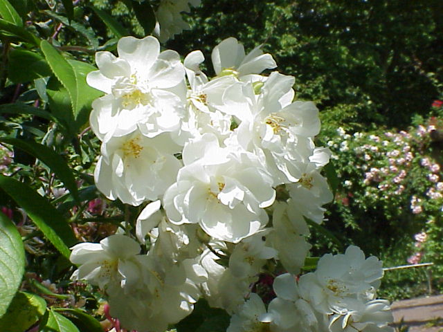 What Climbing Roses Grow In The Shade?