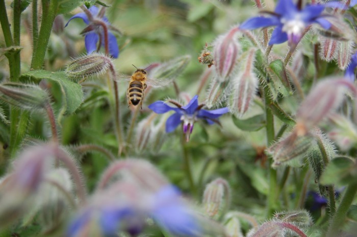 Bee Pasture: Autumn Food For Bees & Bumblebees