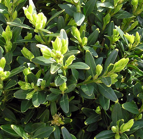 Why Has My Boxwood Got Yellow Leaves?