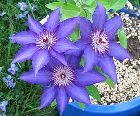 When To Cut Clematis?