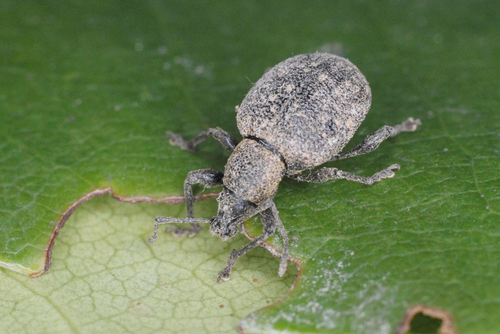The Pine Weevil: Threats To Your Plants