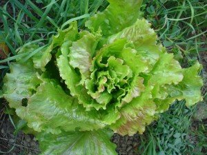 How To Be Self-sufficient In Salads All Year Round