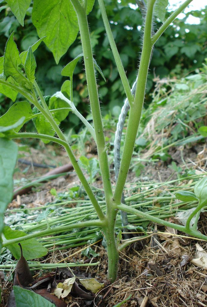 How Do You Take Care Of Tomato Plants In The Summer?