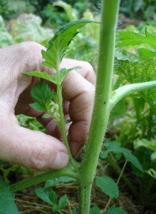 How Do You Take Care Of Tomato Plants In The Summer?