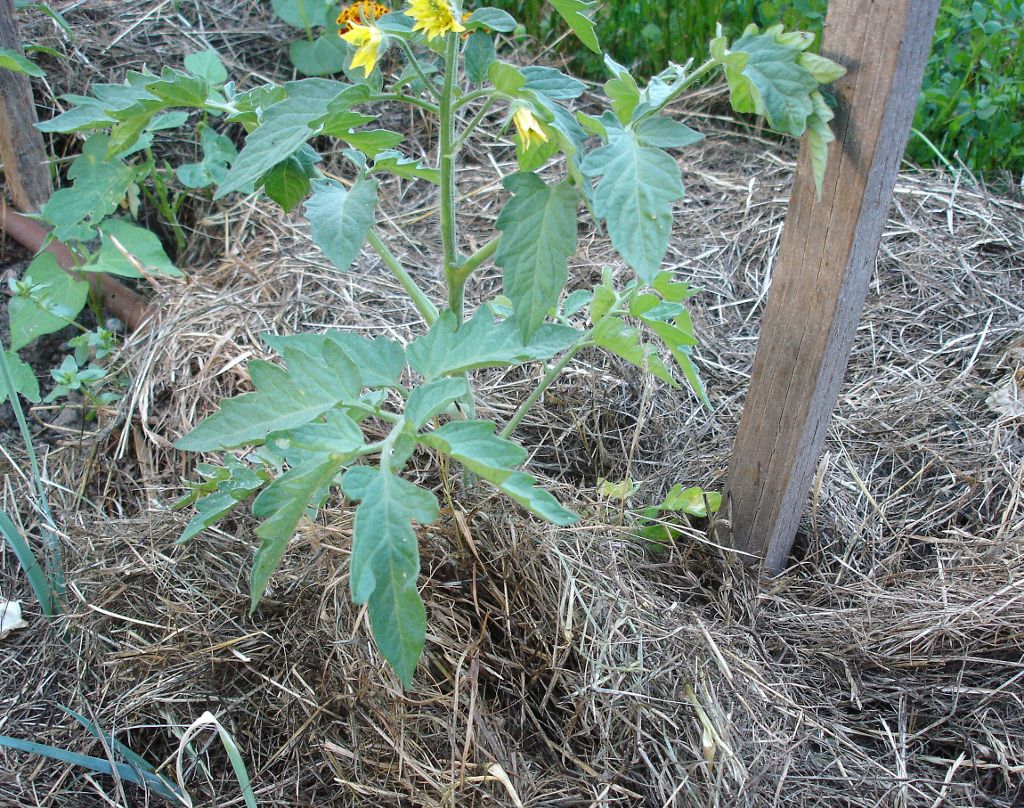 How Do You Take Care Of Tomato Plants In The Summer?