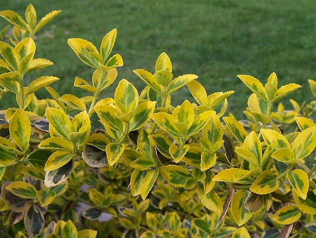 How To Propagate Euonymus As A Cutting