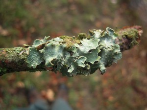 Are Lichens On Shrubs Bad?