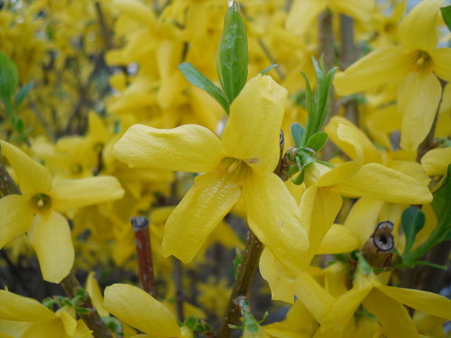 What To Do If Your Forsythia Withers