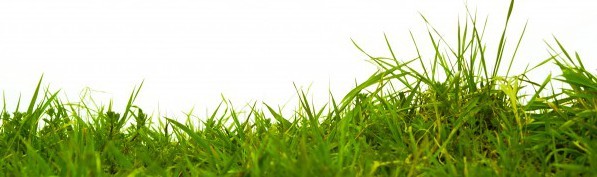 Fertilize And Scarify The Lawn: In 4 Steps