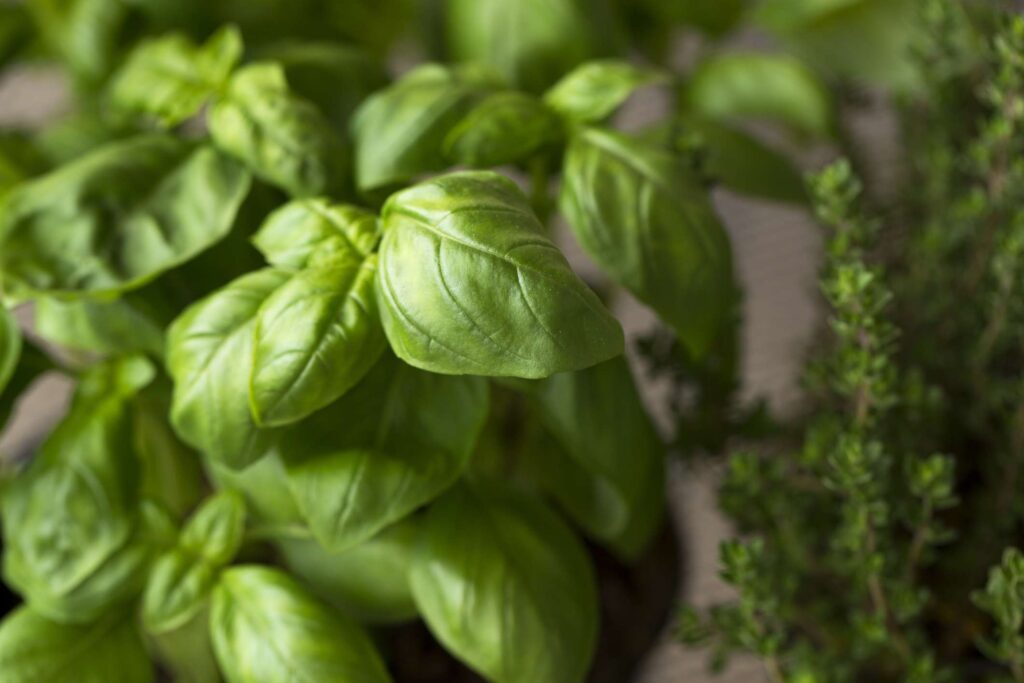 Do Herbs Need Fertilizer?