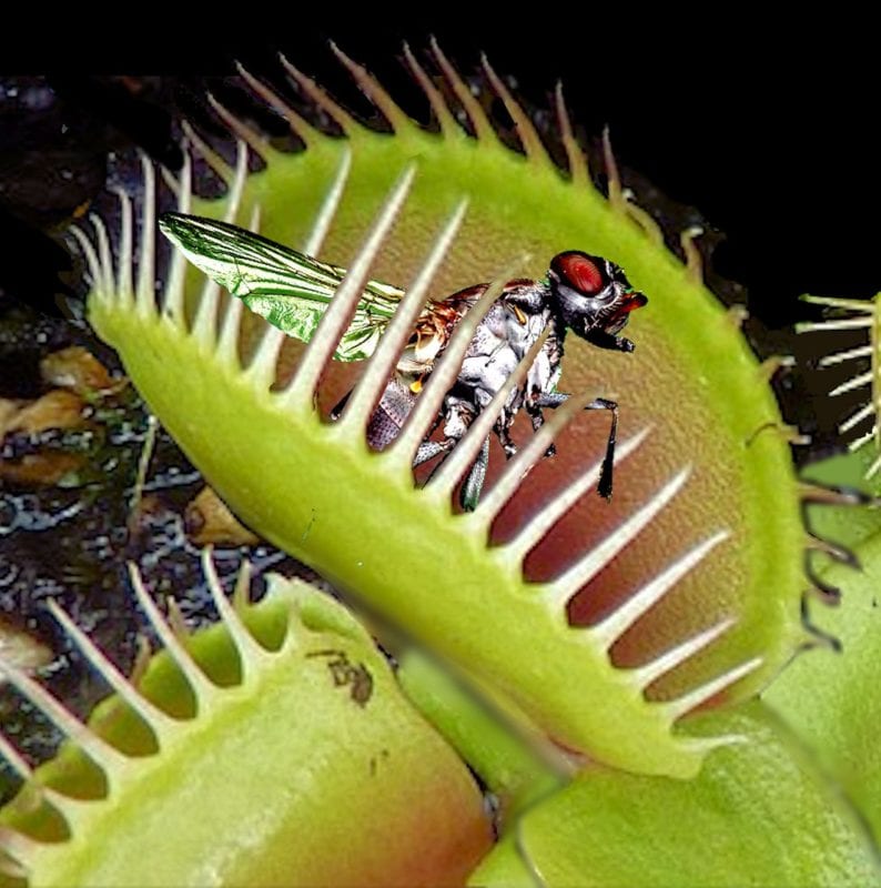 What Is The Best Carnivorous Plant To Get Rid of Fruit Flies?