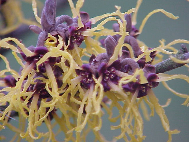 Does Witch Hazel Need Fertilizer?