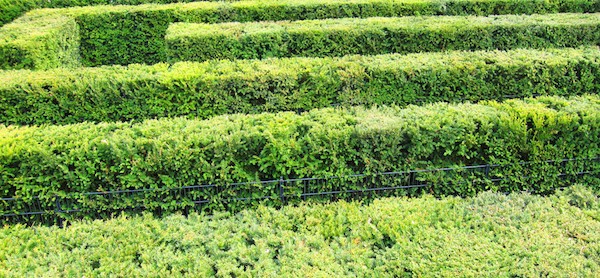 Hedge Trimming: When Is The Best Time?