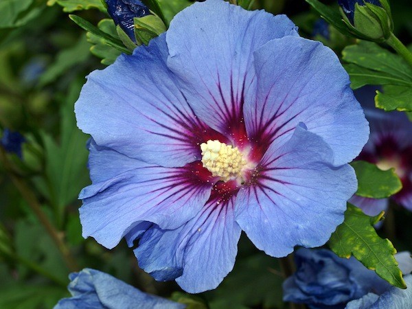 How To Transplant A Large Hibiscus