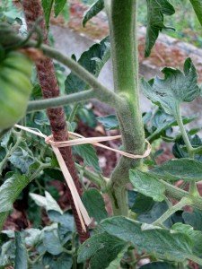 How Do You Take Care Of Tomato Plants In The Summer?