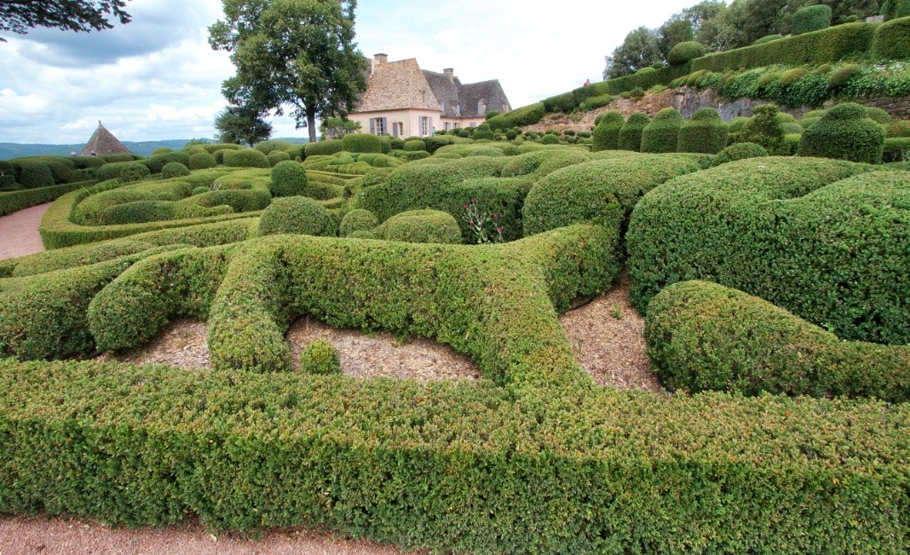 Winter Damage To The Boxwood: What You Can Do