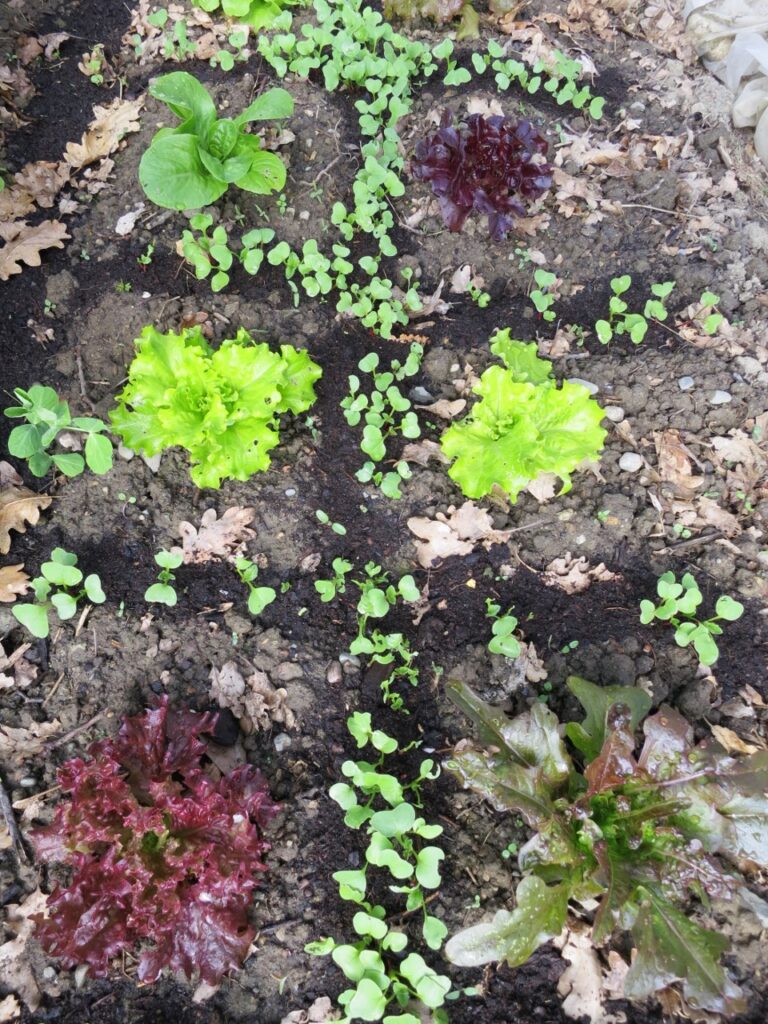 How To Be Self-sufficient In Salads All Year Round