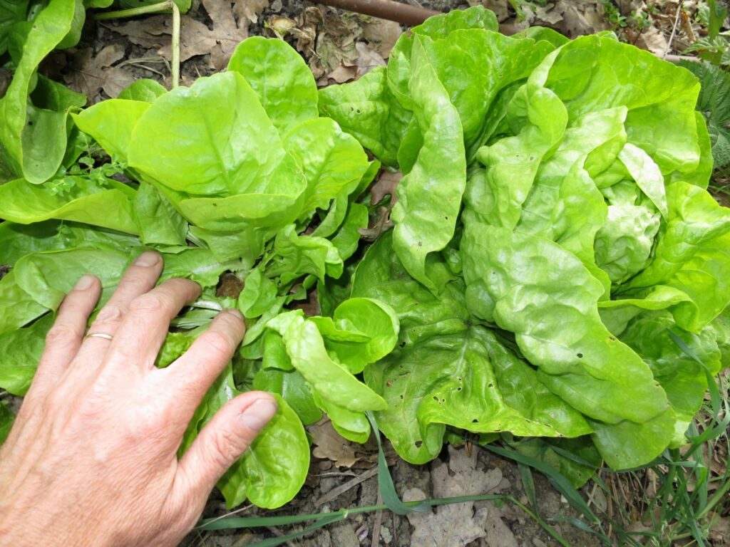 How To Be Self-sufficient In Salads All Year Round