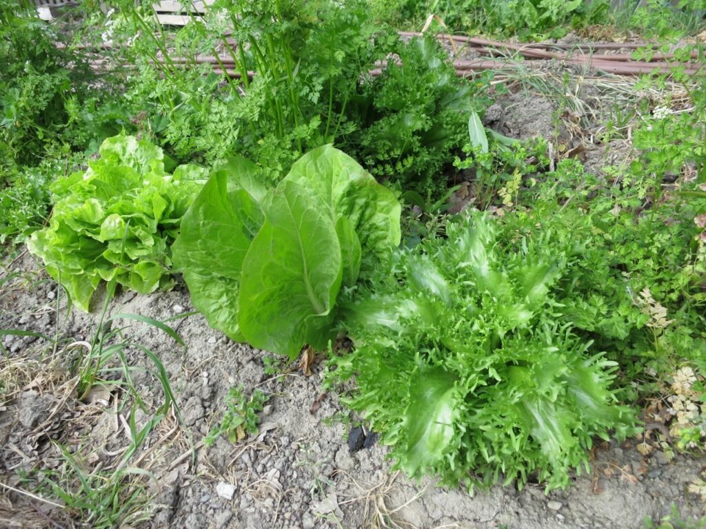 How To Be Self-sufficient In Salads All Year Round