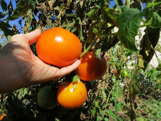 How To Grow Tomatoes In Poor, Clayey And Stony Soil