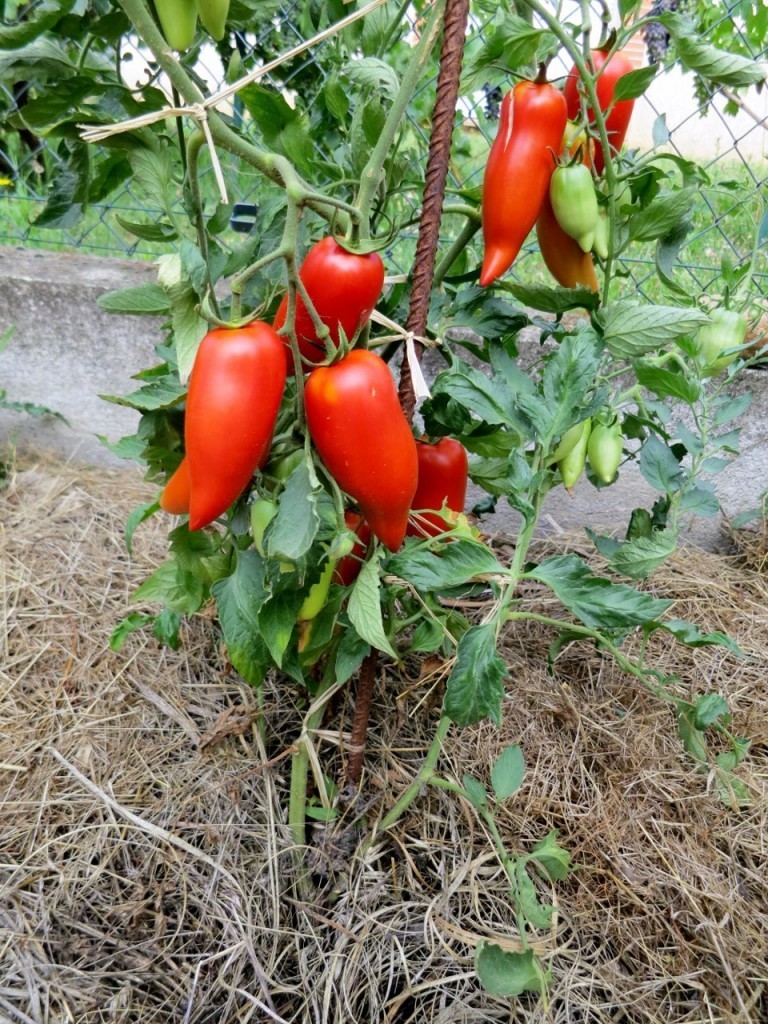 What To Look Out For When Growing Tomatoes?