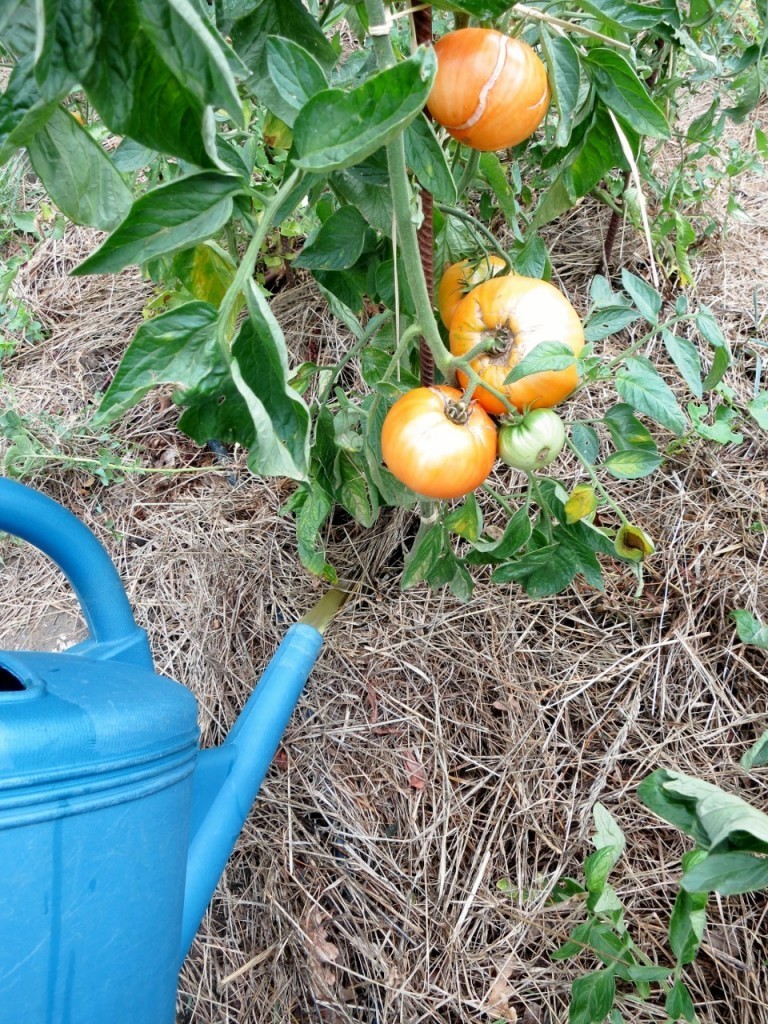 What To Look Out For When Growing Tomatoes?