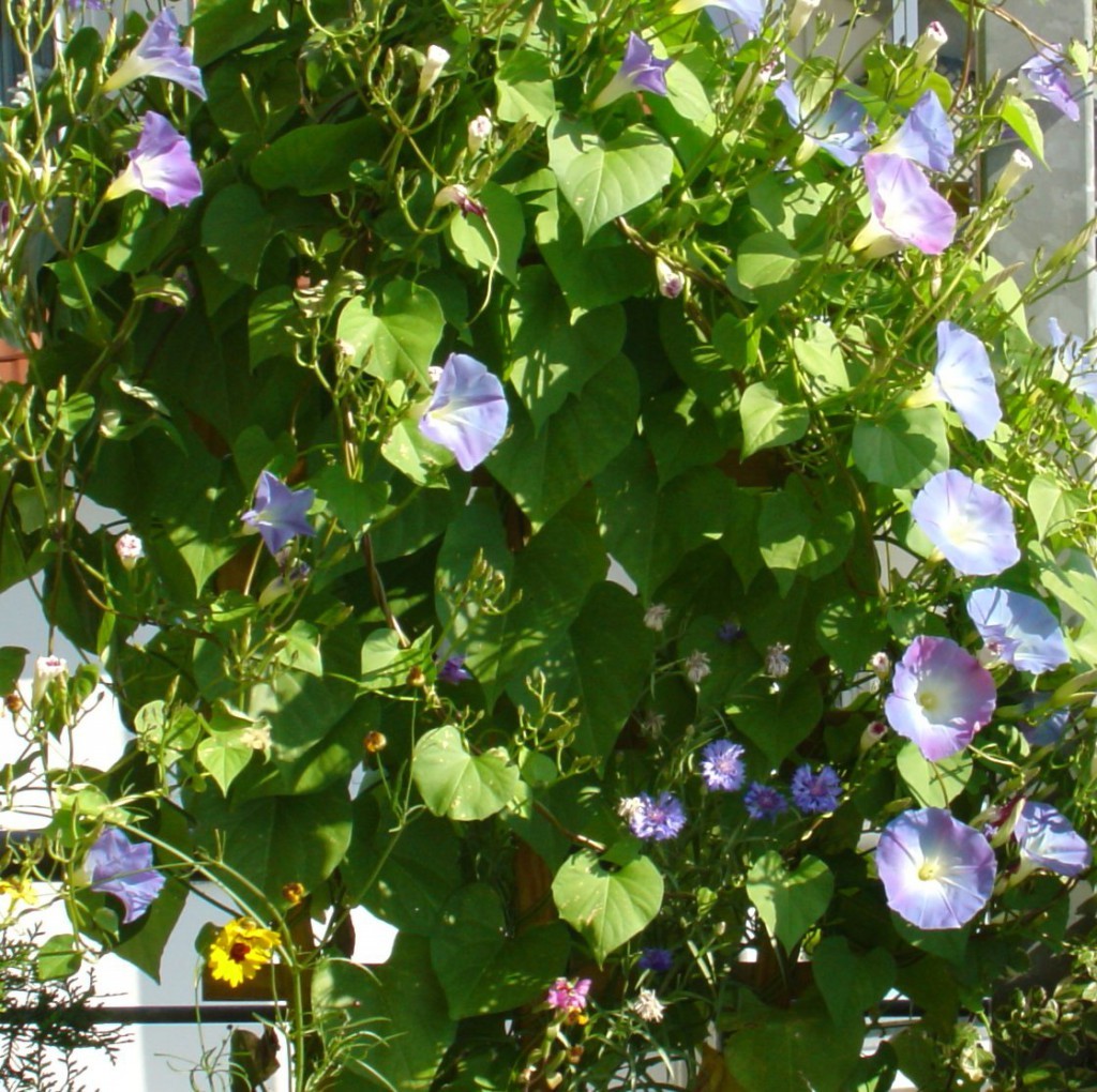 What Climbing Plants Are Suitable For The Balcony?