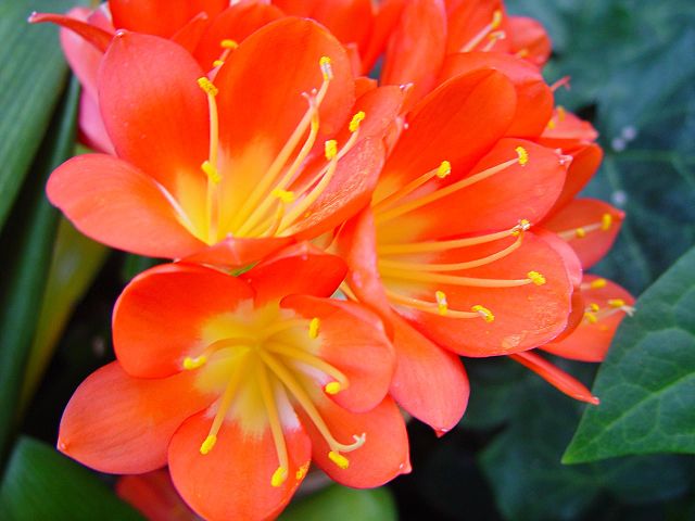 Why Your Clivia Does Not Want To Bloom