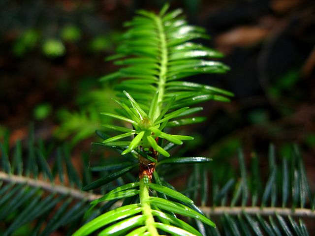 How To Transplant An Old Conifer?