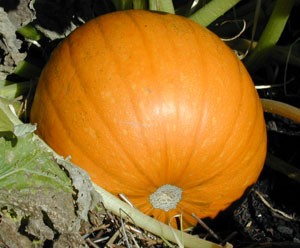 Why Are Pumpkins Spotted With Rotten Spots
