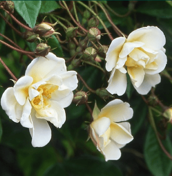 What Climbing Roses Grow In The Shade?