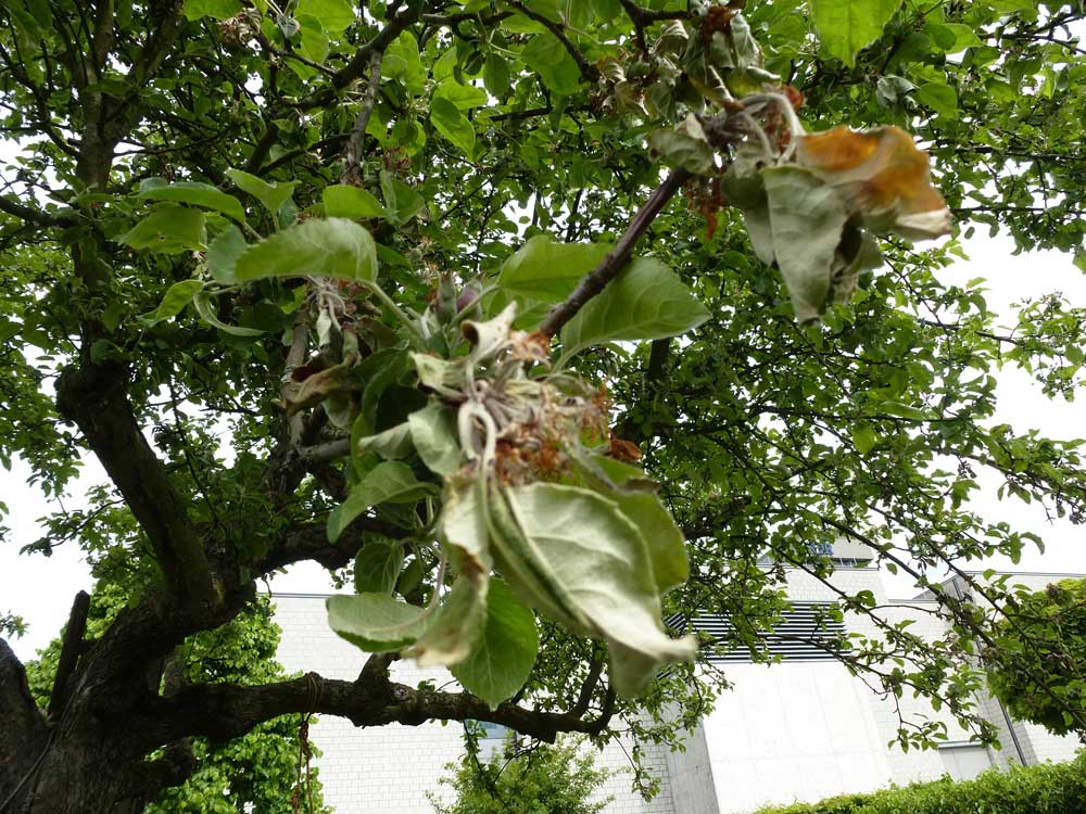 How Do You Treat Powdery Mildew On Apple Trees?