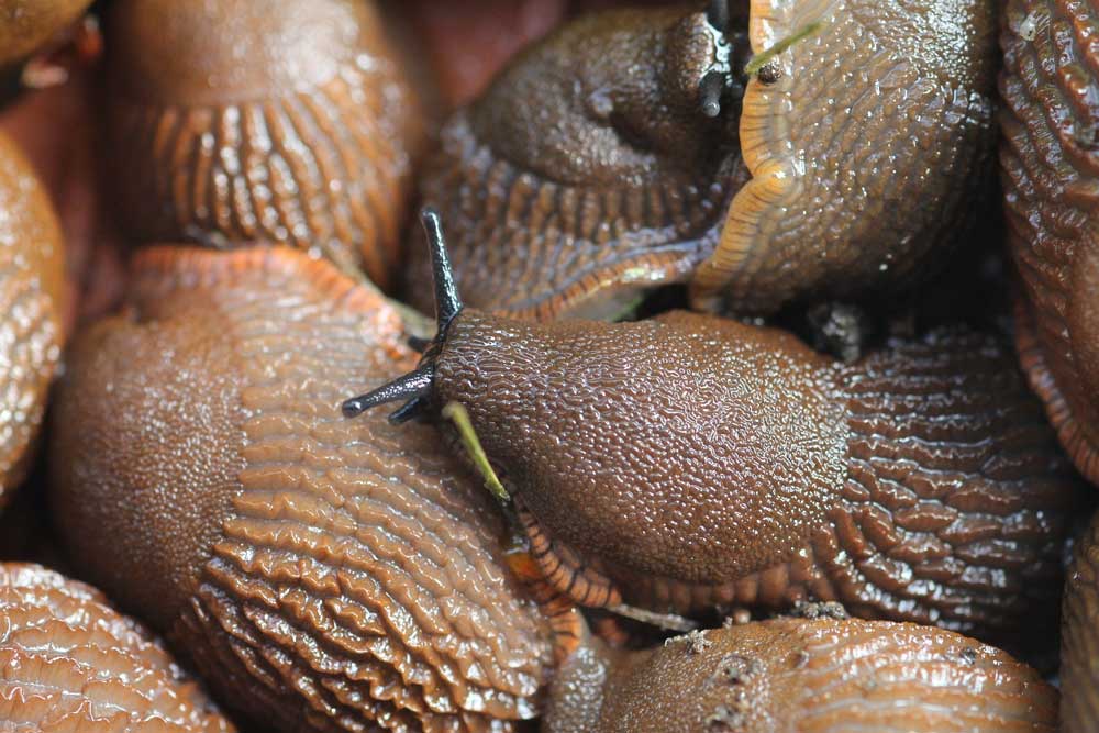 How To Protect Dahlias Against Snails
