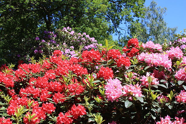 When Can I Cut Rhododendron?