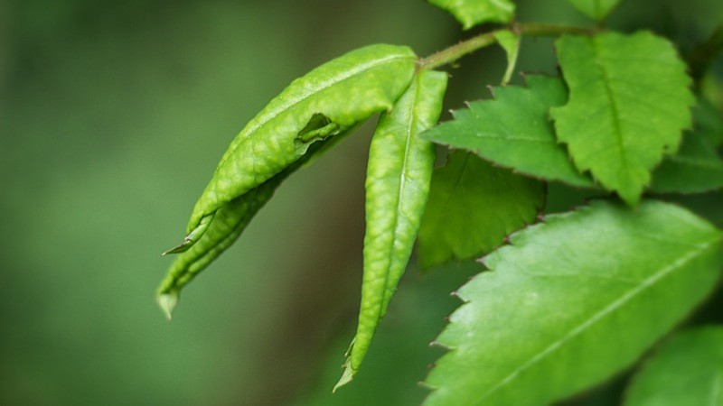 How Do You Treat Leaf Curl On Roses?