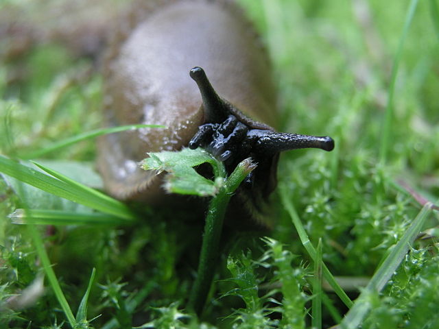 How To Use Nematodes Against Snails