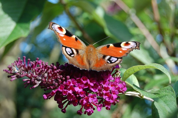 When To Cut The Butterfly Bush?