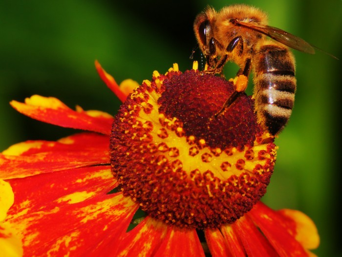 Bee Pasture: Autumn Food For Bees & Bumblebees